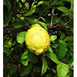 Citron (Citrus Medica) Essential Oil 10ml
