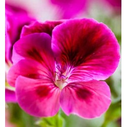 Geranium Bourboun Essential Oil 10ml