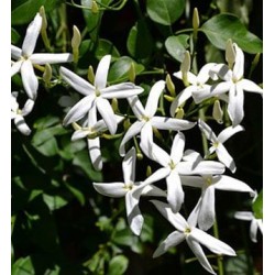 Jusmine Absolute Essential Oil 10ml Jusmine Absolute Essential Oil 10ml