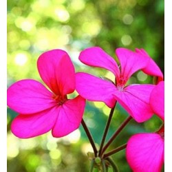 Rose Geranium Essential Oil 10ml Rose Geranium Essential Oil 10ml