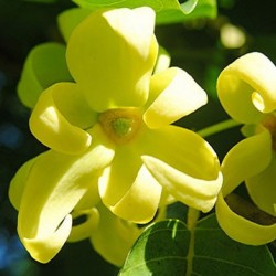 Ylang-Ylang Essential Oil 10ml Ylang-Ylang Essential Oil 10ml