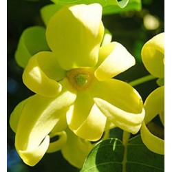 Ylang-Ylang Madagascar Essential Oil 10ml